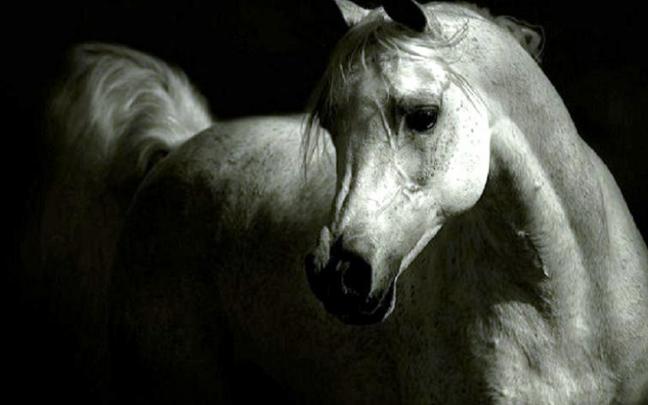 Free download Arabian Horse HD Wallpapers Download Desktop Wallpaper 