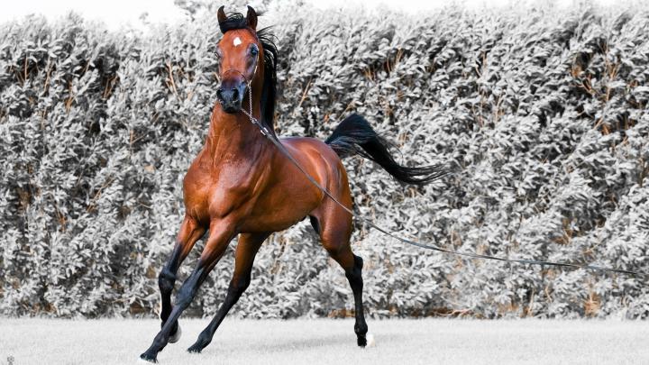 High Resolution Arabian Horse Desktop Wallpaper
