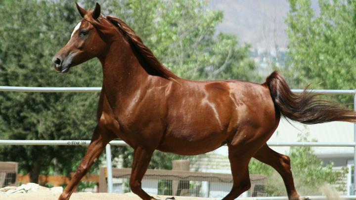 Arabian Horse Wallpapers, Pictures, Images