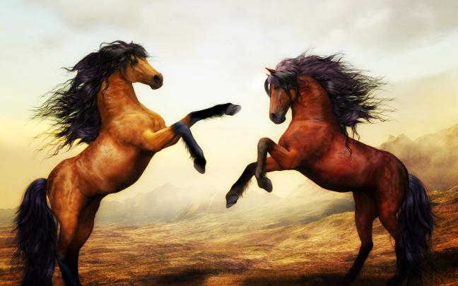 Arabian Horse Wallpapers (56+ background pictures)