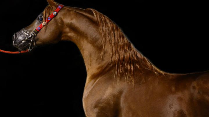 Download wallpaper: Arabian horse 3840x2160