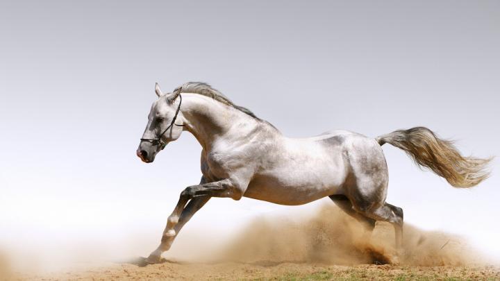 High Resolution Arabian Horse Desktop Wallpaper