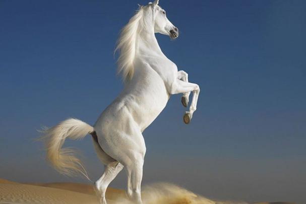 Horse Desktop Backgrounds \u00b7\u2460 