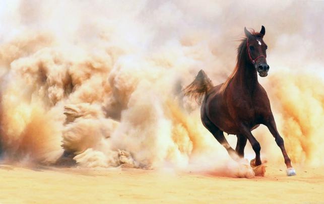 Arabian Horse Wallpaper (55+ images)