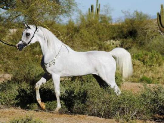 Arabian Horse Wallpapers