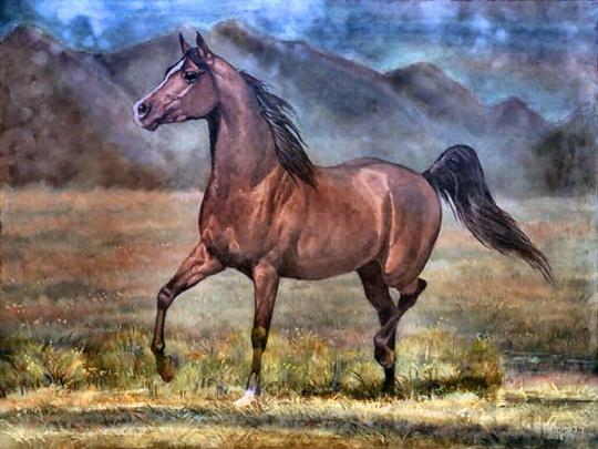 Arabian Horse Wallpaper -
