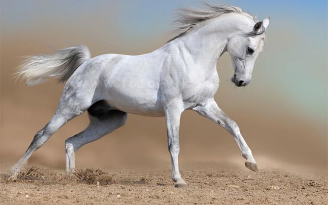Arabian Horse Photo Gallery Wallpaper (53+ images)