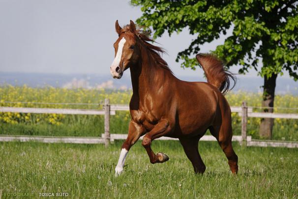 Free download Arabian horse wallpaper ForWallpapercom [908x606] for 