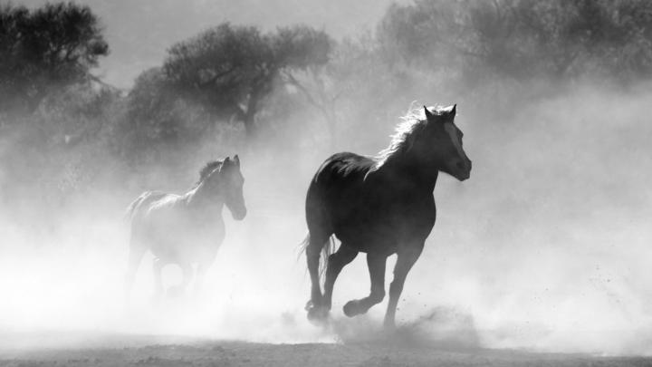 Arabian Horse Wallpaper (55+ images)