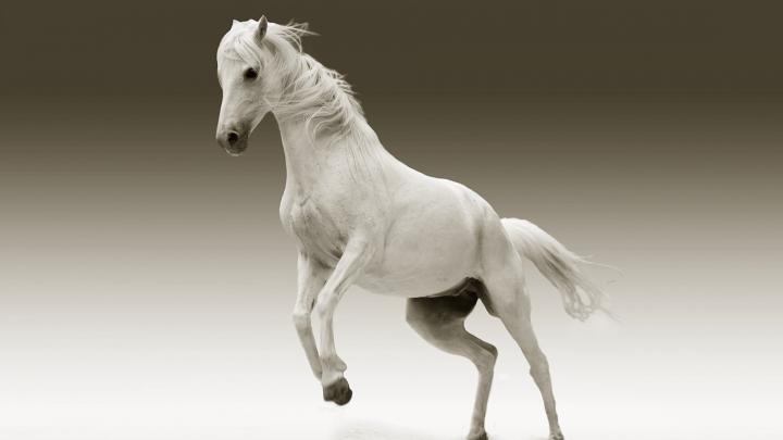 Desktop Wallpaper Horses (57+ images)