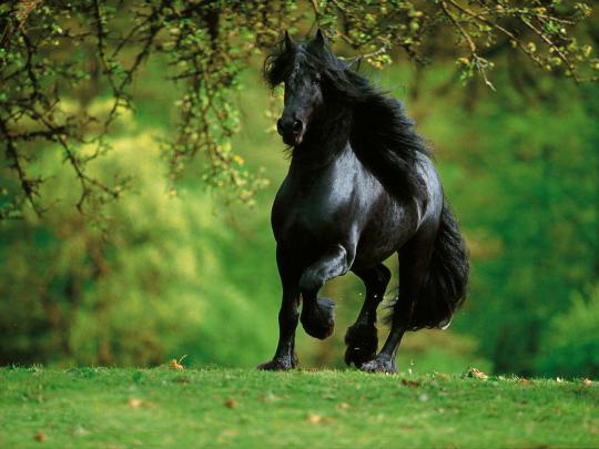 Arabian Horse Wallpapers