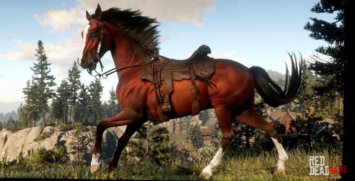 Brown Arabian Horse Wallpapers