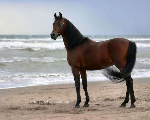 Free download Arabian Horse Wallpapers [1280x1024] for your Desktop 