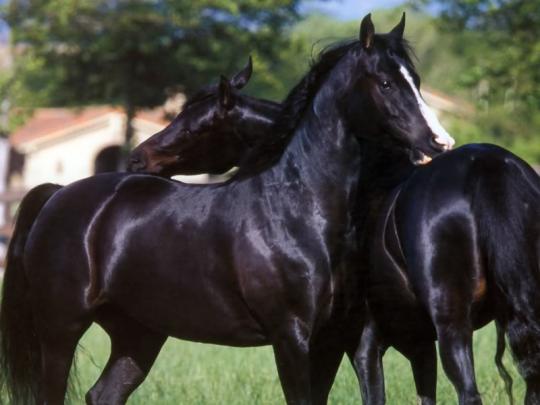 Horse Desktop Wallpaper Themes -