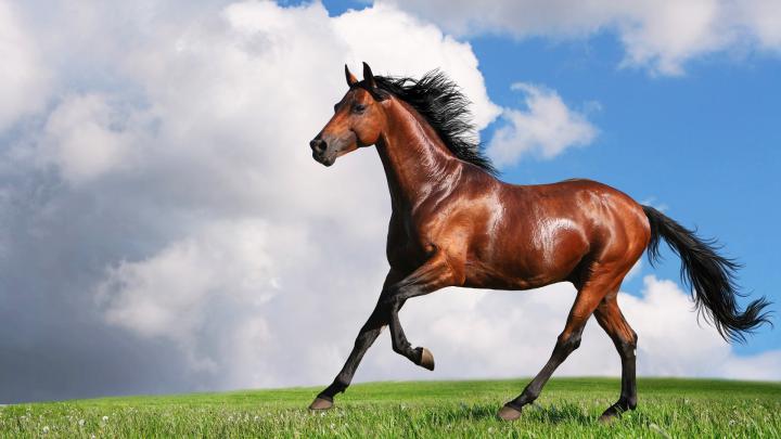 Arabian Horse Wallpaper (55+ images)