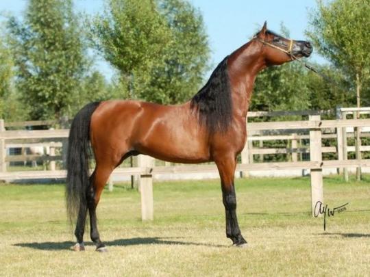 Arabian Horse Computer Wallpaper -