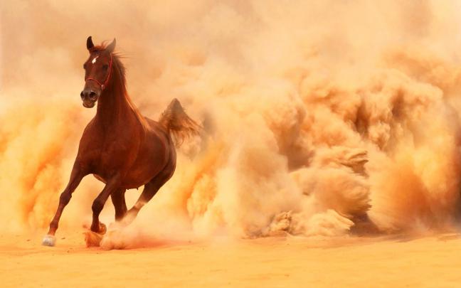 Arabian Horse Wallpaper (55+ images)