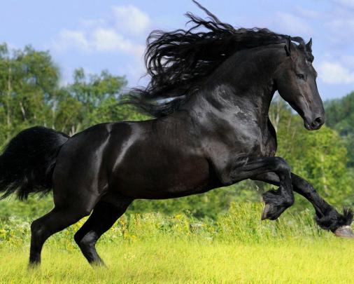 Arabian Horse Wallpapers