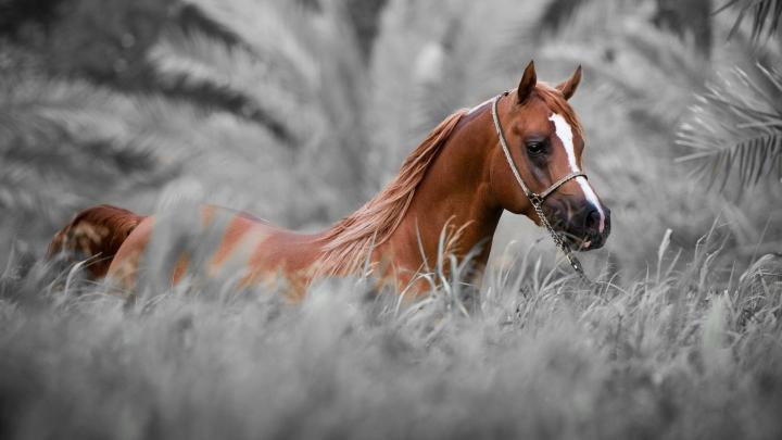 Arabian Horse Wallpaper (55+ images)
