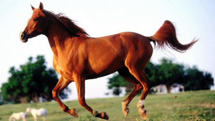 Arabian Horse Wallpapers, Pictures, Images