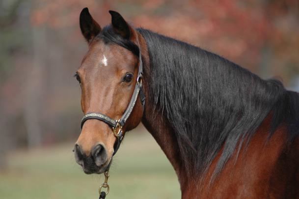 Arabian Horse Wallpapers, Pictures, Images