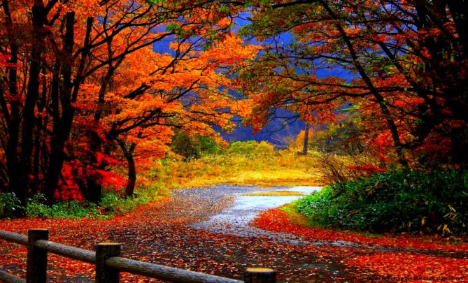 Hd Fall Wallpapers Desktop | Best Background Wallpaper