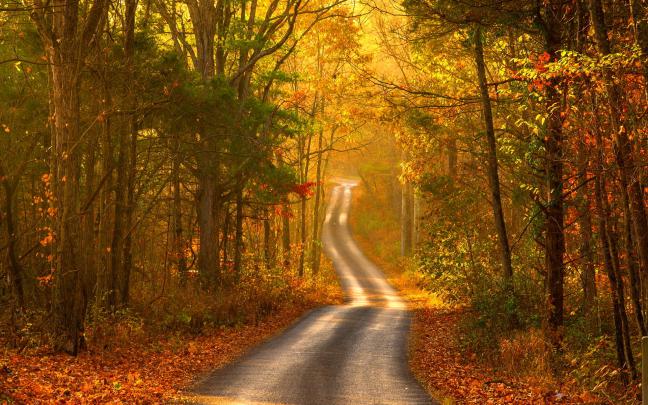 autumn forest road scenery - HD Desktop Wallpapers