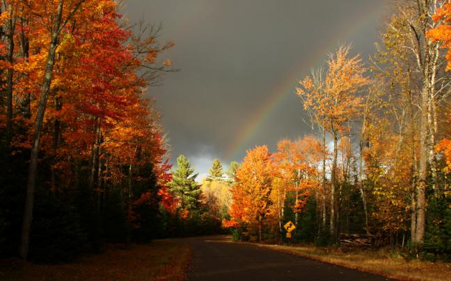Autumn Free Wallpaper - Autumn Road Wallpapers - HD Wallpapers 93082