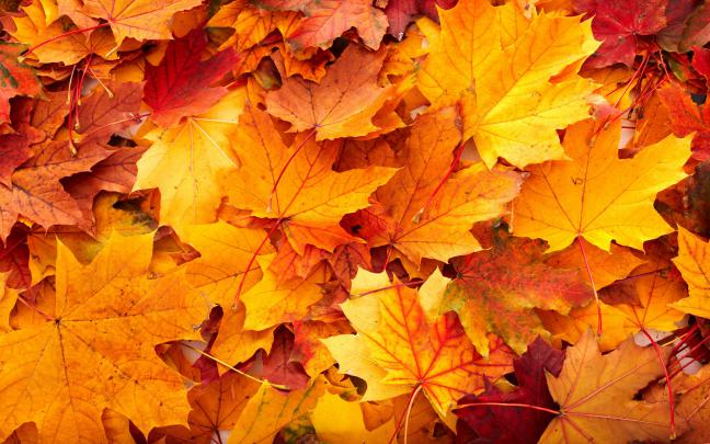 autumn wallpaper nature | HD Desktop Wallpapers