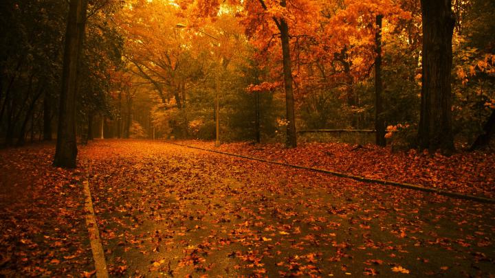 fall background wallpaper - HD Desktop Wallpapers