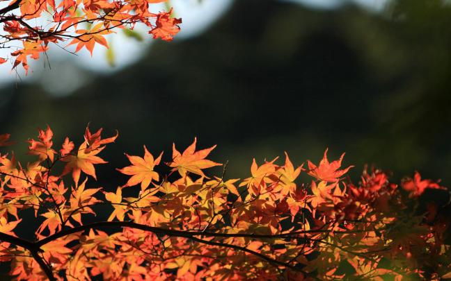 scenery fall - HD Desktop Wallpapers