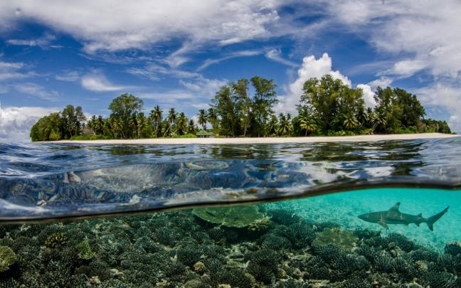 Seychelles, Sea, Underwater, Nature, Beach, Shark, Split View, Sea 