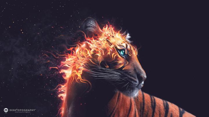 fire, Tiger, Fantasy, Blue, Eyes, Animal Wallpapers HD \/ Desktop and 