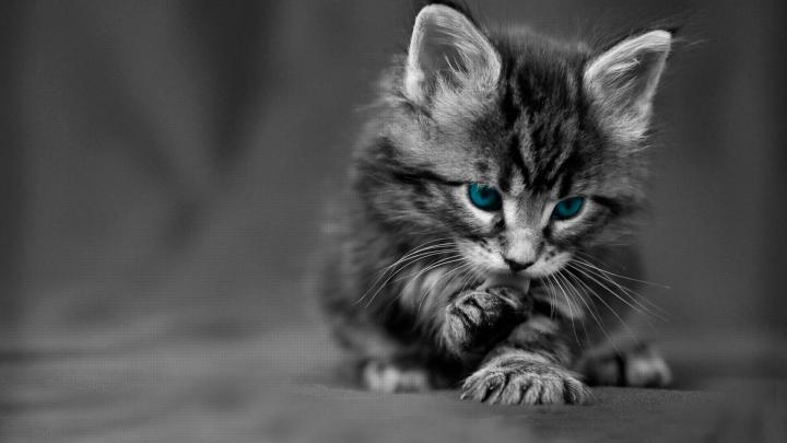 Desktop Wallpaper Hd Gray Kitten With Blue Eyes