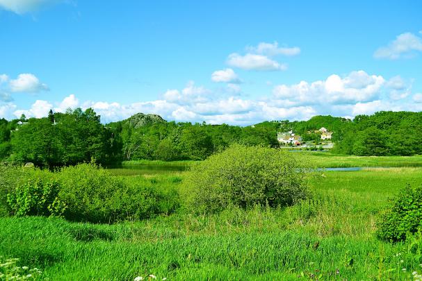 Top 41 Most Beautiful And Most Dashing GRASS Wallpapers In HD