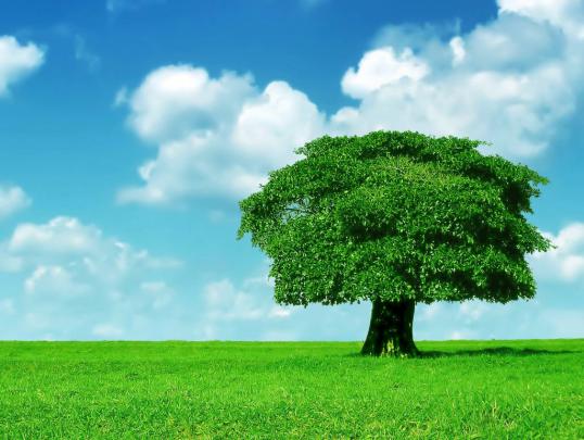 Top 41 Most Beautiful And Most Dashing GRASS Wallpapers In HD