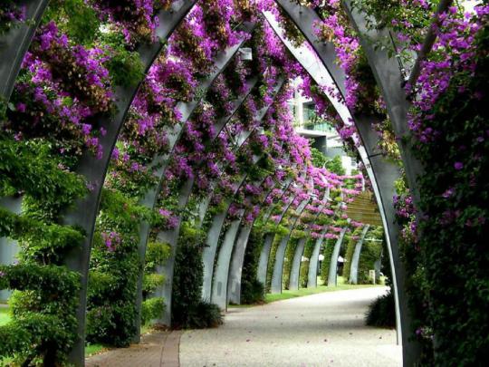 beauty, Nature, Flower, Beautiful, Pink, Garden, Flowery, Path 