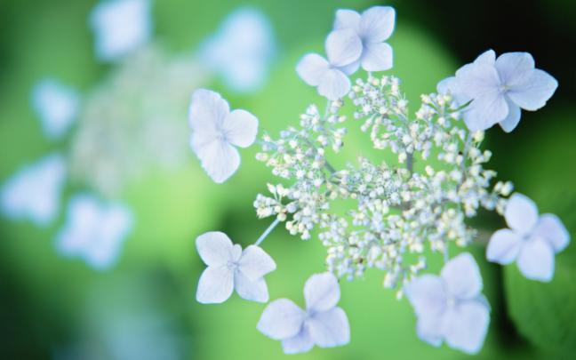 Flower Wallpapers HD