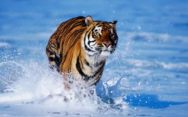 Beautiful Tiger Wallpapers - HD Desktop Wallpapers | Wallpaper Zone