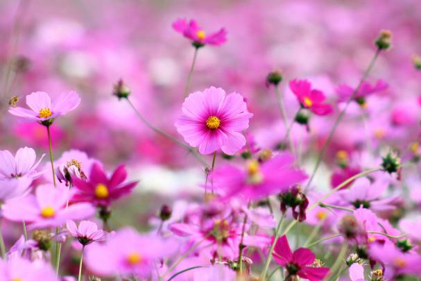 Beautiful Wallpapers for Desktop Full Screen (55+ images)