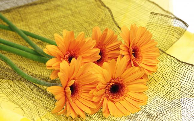 orange flowers beautiful backgrounds - HD Desktop Wallpapers