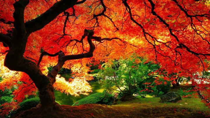All new wallpaper : The beautiful autumn wallpaper for your desktop