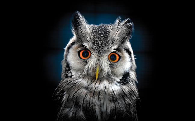 Owl Wallpaper Best Wallpaper Hd For Desktop