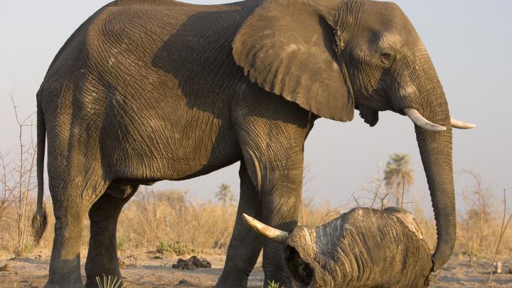 Elephant Wallpapers Images Photos Pictures Backgrounds