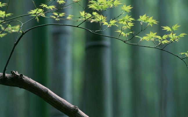 Desktop Bamboo HD Wallpapers