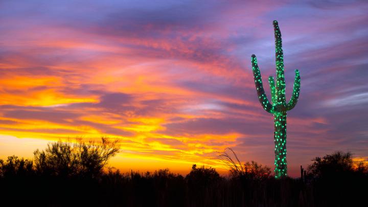 Saguaro Lights \u2013 Bing Wallpaper Download