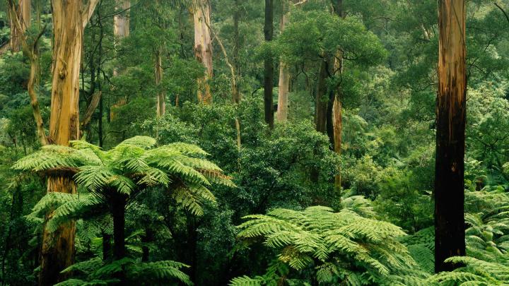 Sherbrooke Forest \u2013 Bing Wallpaper Download