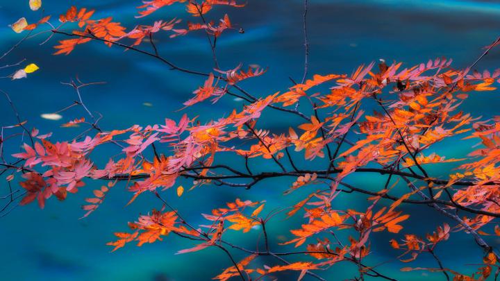 Red Maple \u2013 Bing Wallpaper Download