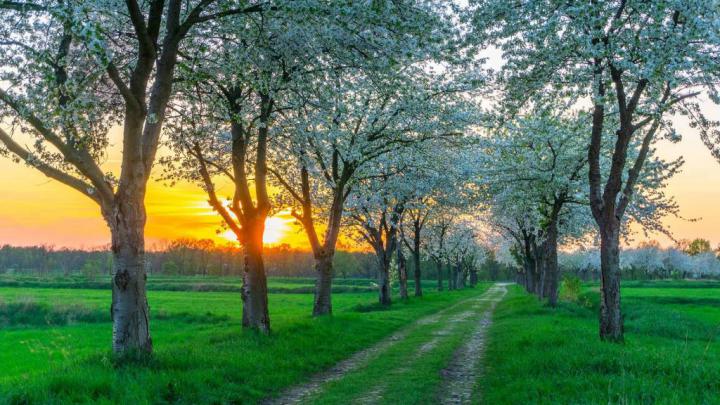 Allee Fruehling \u2013 Bing Wallpaper Download
