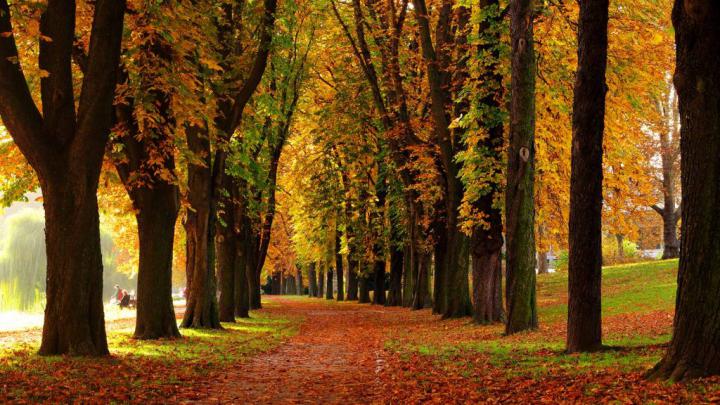 Allee Tag \u2013 Bing Wallpaper Download